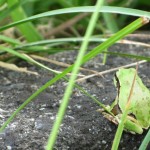 かえるだっ！